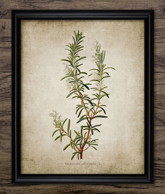 Rosemary Herb Wall Art, Printable Rosemary Herbs, Herb Plant, Vintage Botanical Kitchen, Rustic Kitchen, Cooking Herb #35 INSTANT DOWNLOAD
