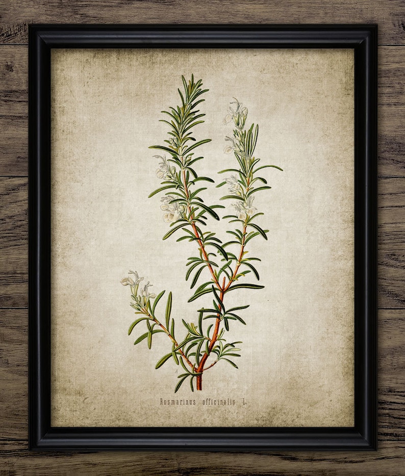 May include: A vintage botanical illustration of rosemary, featuring a detailed depiction of the plant's leaves, stems, and white flowers. The image is labeled "Rosmarinus officinalis L."