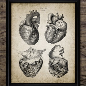 Heart Wall Art, Printable Cardiology, Human Anatomy, Medical Student, Cardiovascular Health, Atria, Ventricles #3691 INSTANT DOWNLOAD