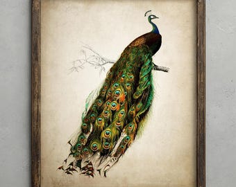 Antique Peacock Print, Farmhouse Decor, Cottage Core Wall Art, Vintage Bird Illustration, Shabby Chic Bird Artwork