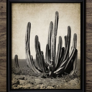 Vintage Kaktus Wandbild, Kaktus, Kaktus, Wüstenkaktus, Sukkulente, botanische Kunst, #802INSTANT DOWNLOAD