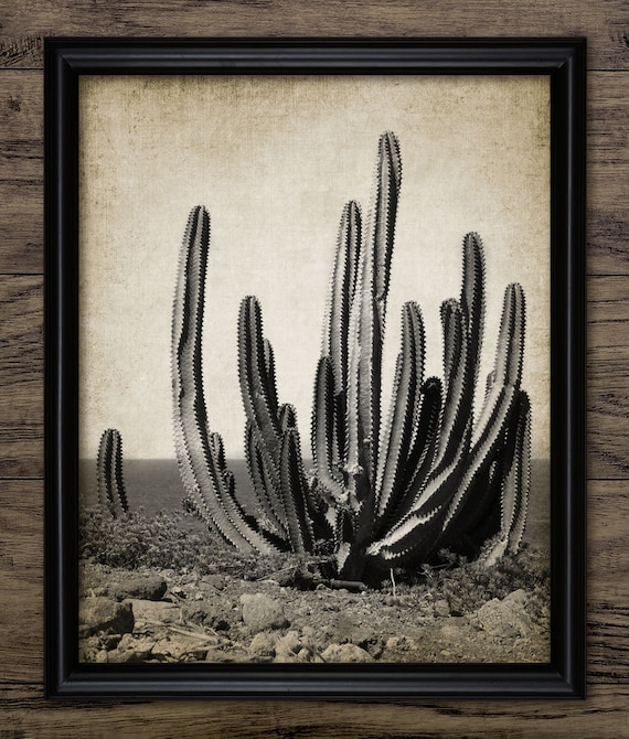 Vintage Kaktus Wandbild, Kaktus, Kaktus, Wstenkaktus, Sukkulente,  botanische Kunst, #802INSTANT DOWNLOAD - Etsy sterreich