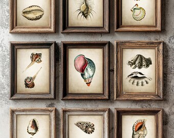 Antique Shells Wall Art Print Set of 9, Bathroom Posters, Vintage Shell Prints, Marine Decor, Seaside Beach House Art