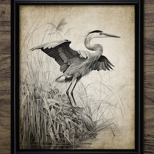 Heron Wall Art, Printable Heron, Heron In Reeds, Heron Bird Art, Freshwater Bird Watching Gift #4318 INSTANT DOWNLOAD