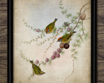 Firecrest Bird Wall Art, Vintage Digital Print, Printable Firecrest Woodland Bird, Rustic Instant Bird Print #4518 INSTANT DOWNLOAD