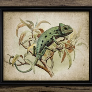 Antique Chameleon Wall Art, Printable 1801 Chameleon Art, Lizard, Reptile, Rainforest, Camouflage, Insectivore #925 INSTANT DOWNLOAD
