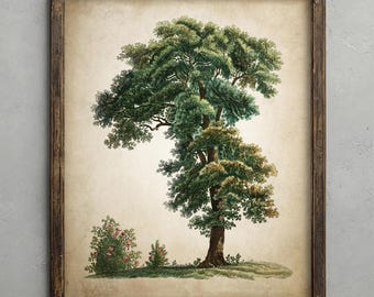 Vintage Oak Tree Print, Antique Tree Illustration, Vintage Decor, Botanical Wall Art, Rustic Tree Prints