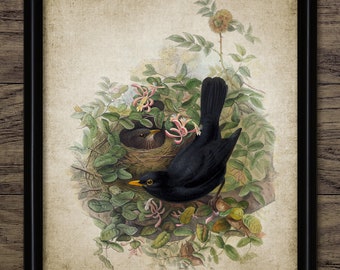 Blackbird Wall Art, Vintage Digital Print, Printable Bird Wall Art, Rustic Instant Bird Print #4502 INSTANT DOWNLOAD