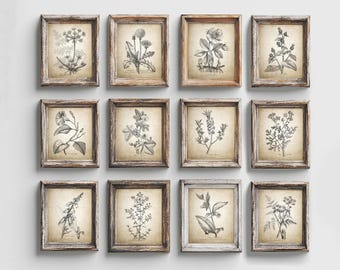 Antique Botanical Print Set of 12, Vintage Flower Pencil Drawings, Botanical Sketches, Rustic Wall Art, Cottage Decor
