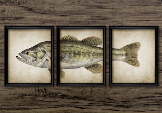 Largemouth Bass Watercolour Painting Set of 3, Printable Fish