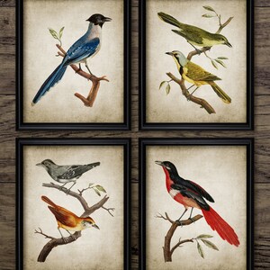 Vintage Bird Wall Art Set of 4, Printable Birds, Bird Living Room, Bird Watcher, Colorful Bird Art, Bird Living Room #3809 INSTANT DOWNLOAD
