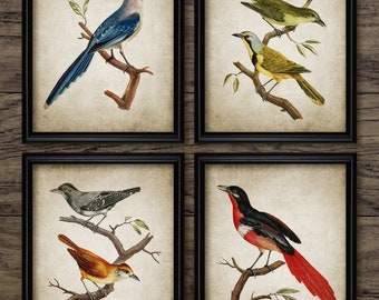 Vintage Bird Wall Art Set of 4, Printable Birds, Bird Living Room, Bird Watcher, Colorful Bird Art, Bird Living Room #3809 INSTANT DOWNLOAD