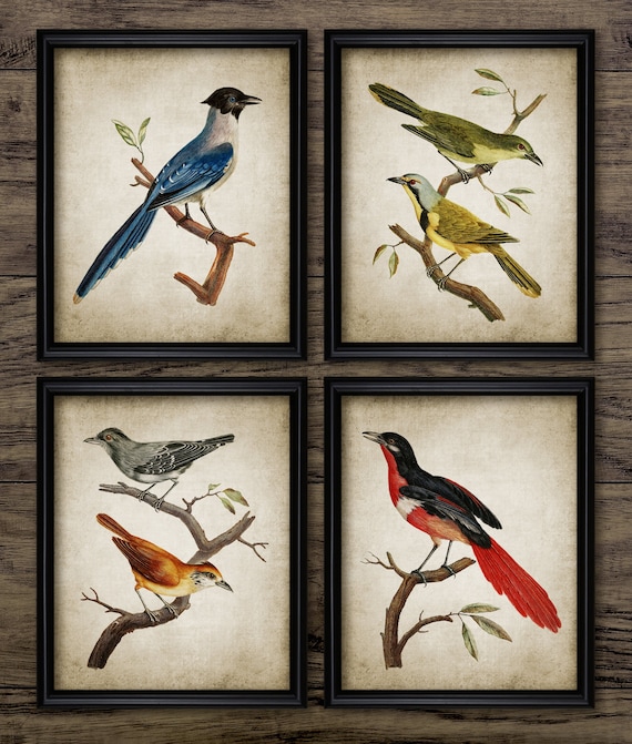 Vintage Bird Wall Art Set of 4, Printable Birds, Bird Living Room