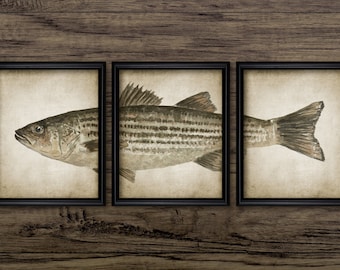 Striped Bass Watercolor Painting Set Of 3, Printable Fish Painting, Angling, Fisherman Art, Striped Bass Fishing Gift #3729 INSTANT DOWNLOAD