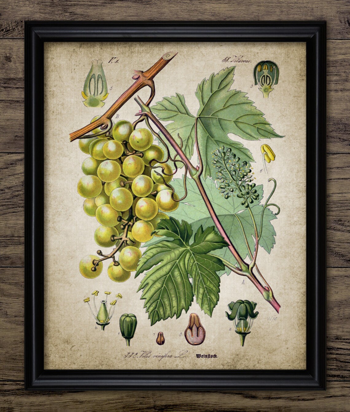 Vintage Grapes Print Kitchen Decor Grape Vine Bunch of Etsy