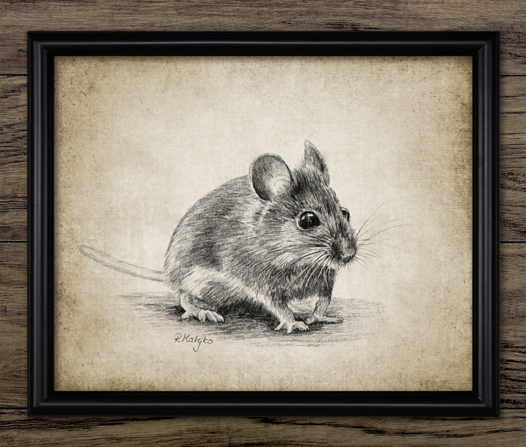 90349 Mice Drawing Images Stock Photos  Vectors  Shutterstock