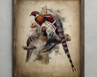 Antique Pheasant Drawing, Vintage Game Bird Wall Art, Gamekeeper Gift, Woodland Animal Print