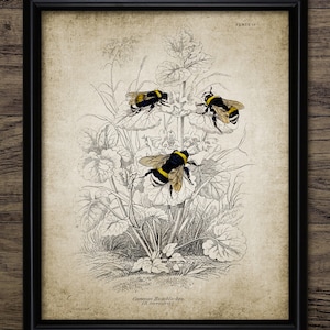 Vintage Bumble Bee Wall Art, Printable Bumble Bees, Insect Art, Queen Bee, Honeycomb, Garden Bee #3038 INSTANT DOWNLOAD