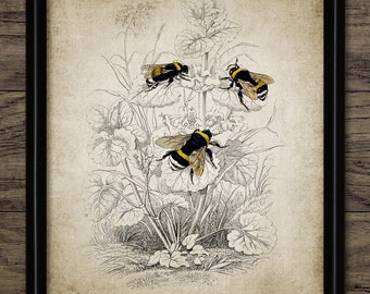 Vintage Bumble Bee Wall Art, Printable Bumble Bees, Insect Art, Queen Bee, Honeycomb, Garden Bee #3038 INSTANT DOWNLOAD