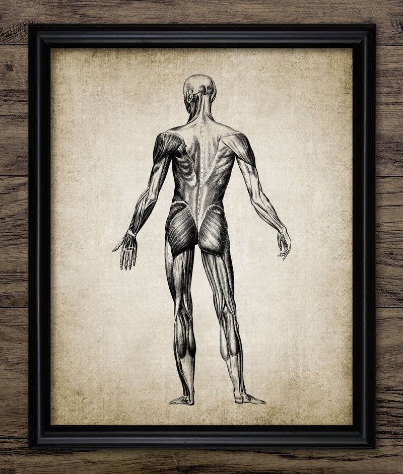 Human Muscle Anatomy Print Human Anatomy Vintage Human Etsy Singapore