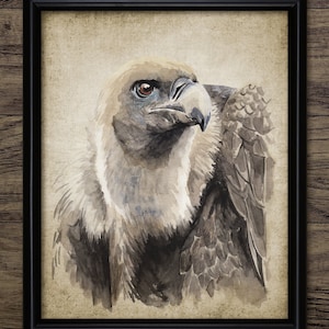 Vulture Watercolor Print, Printable Vulture Wall Art, Vulture Bird Decor, Vulture Bird Wall Art, Scavengers Birds #3918 INSTANT DOWNLOAD