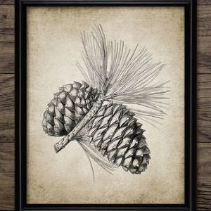 Pine Cone Wall Art, Printable Conifer Cone, Fall Forest, Autumn Woodland, Vintage Botanical, Spruce Tree #509 INSTANT DOWNLOAD