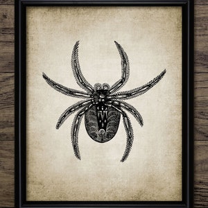 Spider Wall Art, Printable Spider, Arachnid, Vintage Spider Drawing, Garden Spider, Invertebrate, Biology #65 INSTANT DOWNLOAD
