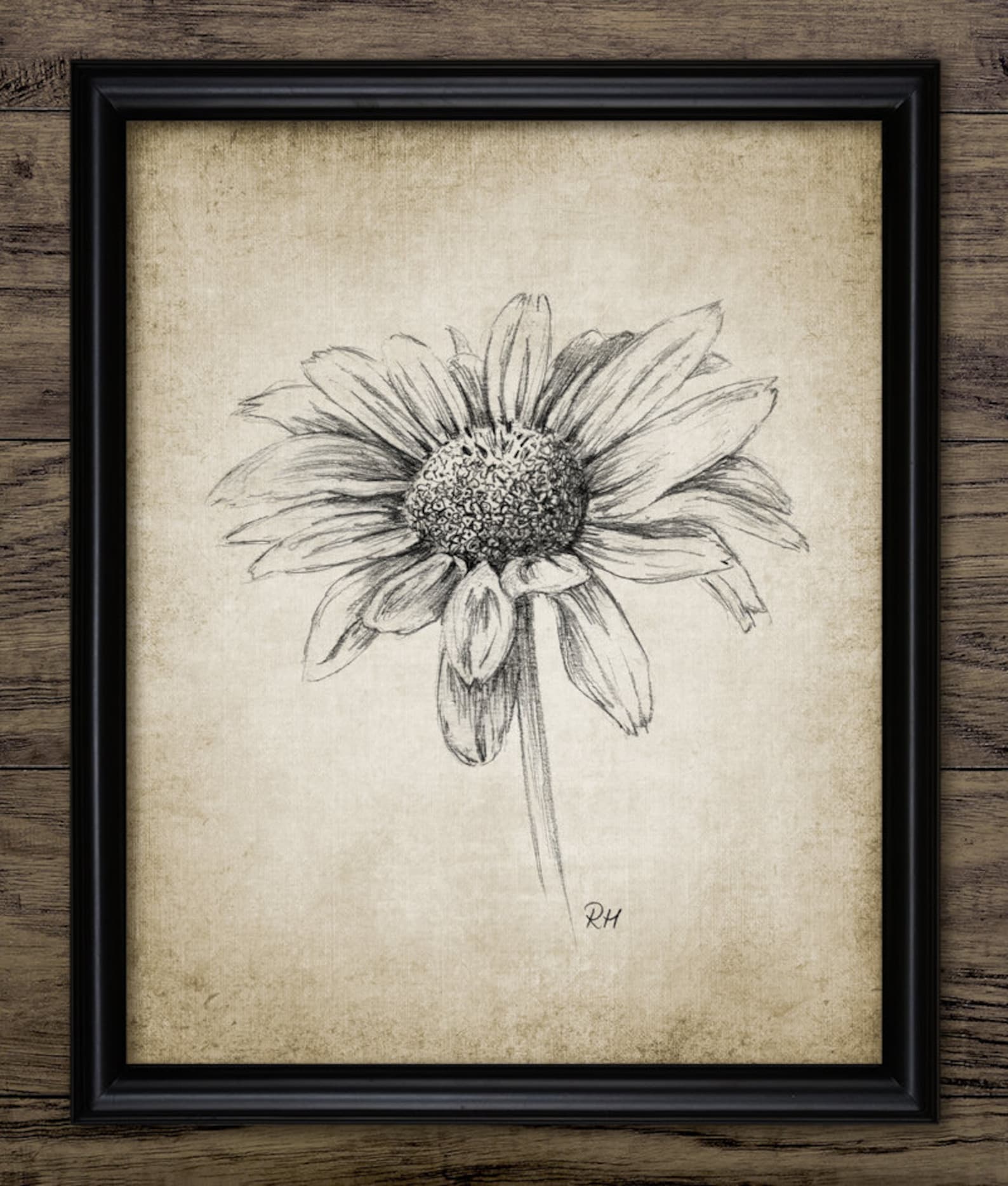 Daisy Pencil Drawing, Printable Daisy Pencil Drawing, Daisy Flower Wall ...
