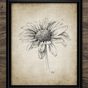Daisy Pencil Drawing, Printable Daisy Pencil Drawing, Daisy Flower Wall Art, Daisy Flower, Botanical Wall Art #3386 INSTANT DOWNLOAD