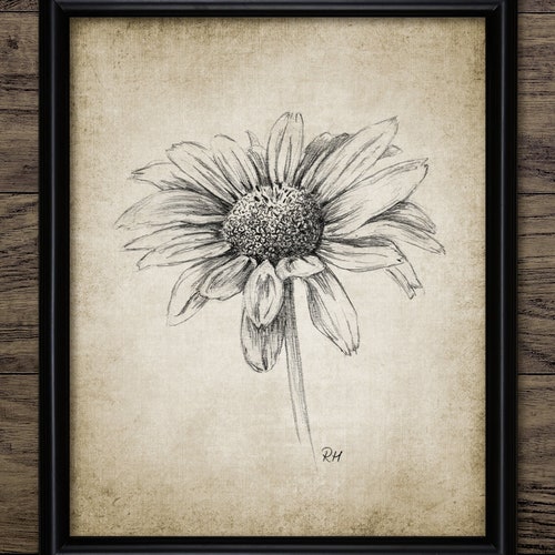 Daisy Pencil Drawing Printable Daisy Pencil Drawing Daisy | Etsy