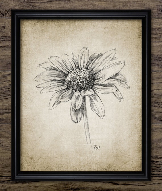 Dibujo a lápiz de margarita Dibujo de lápiz de margarita - Etsy España Dibujo a lápiz de margarita Dibujo de lápiz de margarita - Etsy España