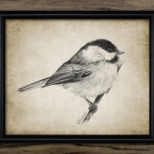 Chickadee Pencil Drawing, Printable Chickadee Drawing, American Bird Art, Chickadee Wall Art, Chickadee Print #3446 INSTANT DOWNLOAD