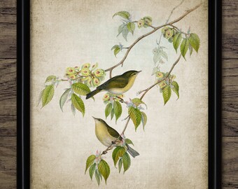Chiffchaff Bird Wall Art, Vintage Digital Print, Printable Leaf Warbler, Rustic Instant Bird Print #4511 INSTANT DOWNLOAD