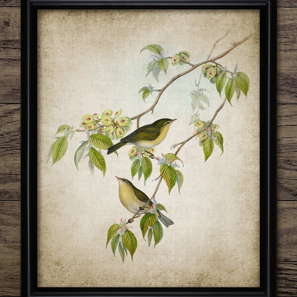 Chiffchaff Bird Wall Art, Vintage Digital Print, Printable Leaf Warbler, Rustic Instant Bird Print #4511 INSTANT DOWNLOAD