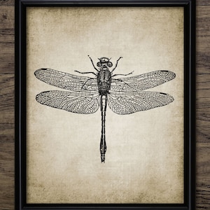 Vintage libel kunst aan de muur, afdrukbare libel, libellen, vintage libel tekening, libellen, insectenkunst #19 INSTANT DOWNLOAD