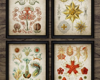 Bathroom Wall Art Set Of 4, Printable Bathroom, Marine Biology, Science, Marine Life, Sea Life, Ocean Art #288 INSTANT DOWNLOAD