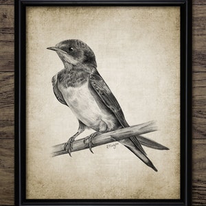 Swallow Pencil Drawing, Printable Swallow Bird Drawing, Swallow Bird Illustration, Swallow Bird Art, Swallow Wall Art #3869 INSTANT DOWNLOAD