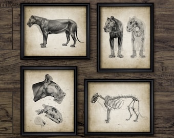 猫の解剖学、猫のプリント、自然学習、ホームスクールの猫のプリント