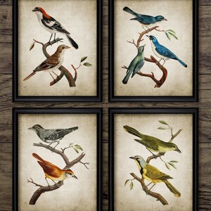 Vintage Bird Wall Art Set of 4, Printable Birds, Bird Living Room, Bird Watcher, Colorful Bird Art #3811 INSTANT DOWNLOAD