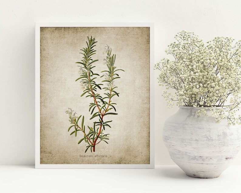 May include: A vintage botanical illustration of rosemary, featuring a detailed depiction of the plant's leaves, flowers, and stems. The illustration is printed on a textured, beige background.