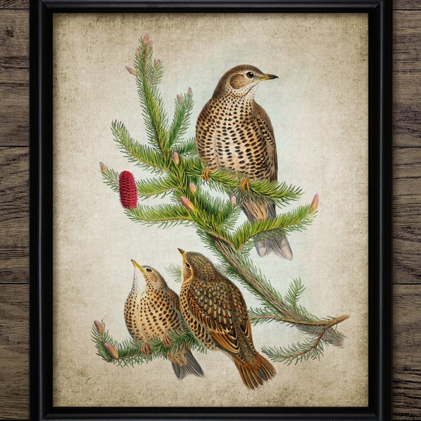 Mistle Thrush Bird Wall Art, Vintage Digital Print, Printable Mistle Thrush Bird, Stormcock Rustic Instant Bird Print #4534 INSTANT DOWNLOAD