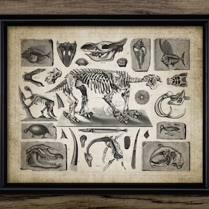 Fossil Wall Art, Printable Paleontology, Evolution, Skeleton Art, Fossil Record, Geology Student Gift #3798 INSTANT DOWNLOAD