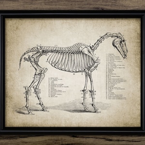 May include: A vintage anatomical illustration of a horse skeleton with numbered labels identifying each bone. The image is in black and white and has a textured background.