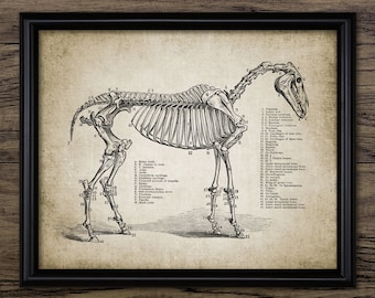 Horse Skeleton Anatomy Wall Art, Printable Horse, Equestrian Art, Equine Veterinarian Gift Idea, Horse Anatomy Art #691 INSTANT DOWNLOAD