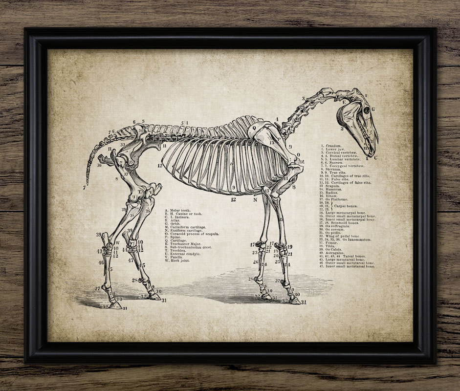 horse anatomy skeleton