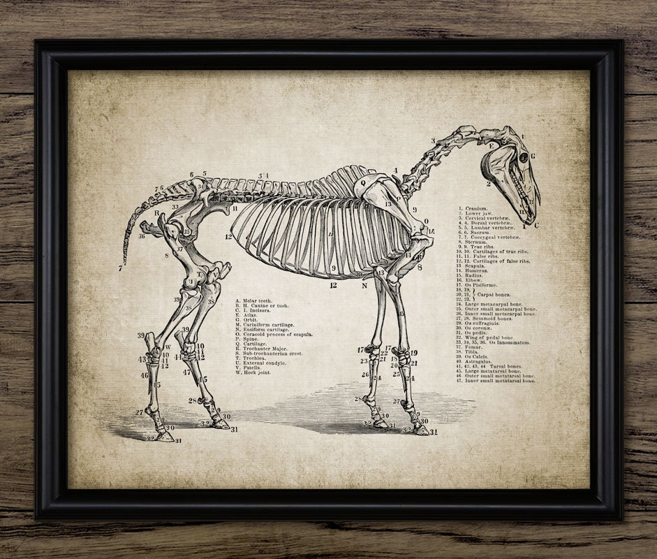 Vintage Horse Skeleton Print Horse Anatomy Illustration | Etsy