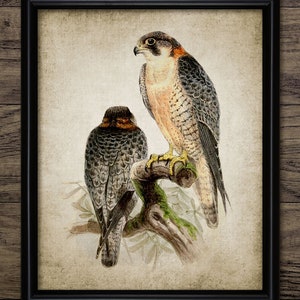Falcon Wall Art, Printable Falcon, Raptor, Ornithology, Bird Of Prey, Falconry, Bird, Predatory Bird, Bird Watcher #160 INSTANT DOWNLOAD