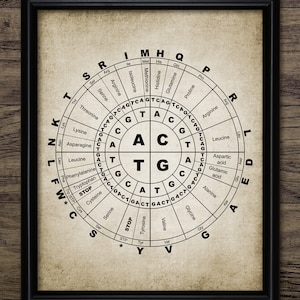 Pode incluir: Um diagrama circular preto e branco com o código genético para os aminoácidos. O diagrama é dividido em 64 seções, cada uma representando um códon diferente. Os códons são organizados em um padrão circular, com a primeira, segunda e terceira base do códon representadas pelas letras U, C, A e G. Os aminoácidos são representados por suas abreviações de três letras. O diagrama também inclui o códon de início AUG e os códons de parada UAA, UAG e UGA.