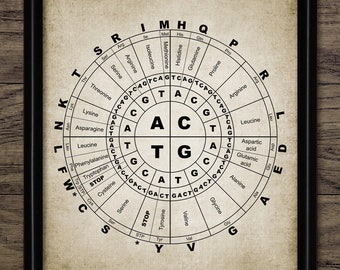 May include: A black and white circular chart with the genetic code for amino acids. The chart is divided into 64 sections, each representing a different codon. The codons are arranged in a circular pattern, with the first, second, and third bases of the codon being represented by the letters U, C, A, and G. The amino acids are represented by their three-letter abbreviations. The chart also includes the start codon AUG and the stop codons UAA, UAG, and UGA.