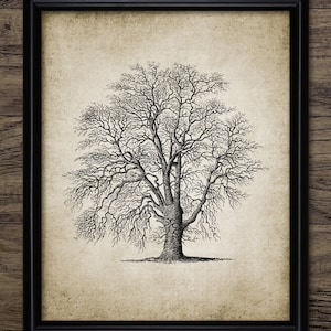 Tree Wall Art, Printable Tree Drawing, Tree Sketch, Woodland, Forest, Botanical Wall Art #3840 INSTANT DOWNLOAD